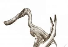 Pterodaustro