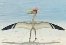 Pterodactylus