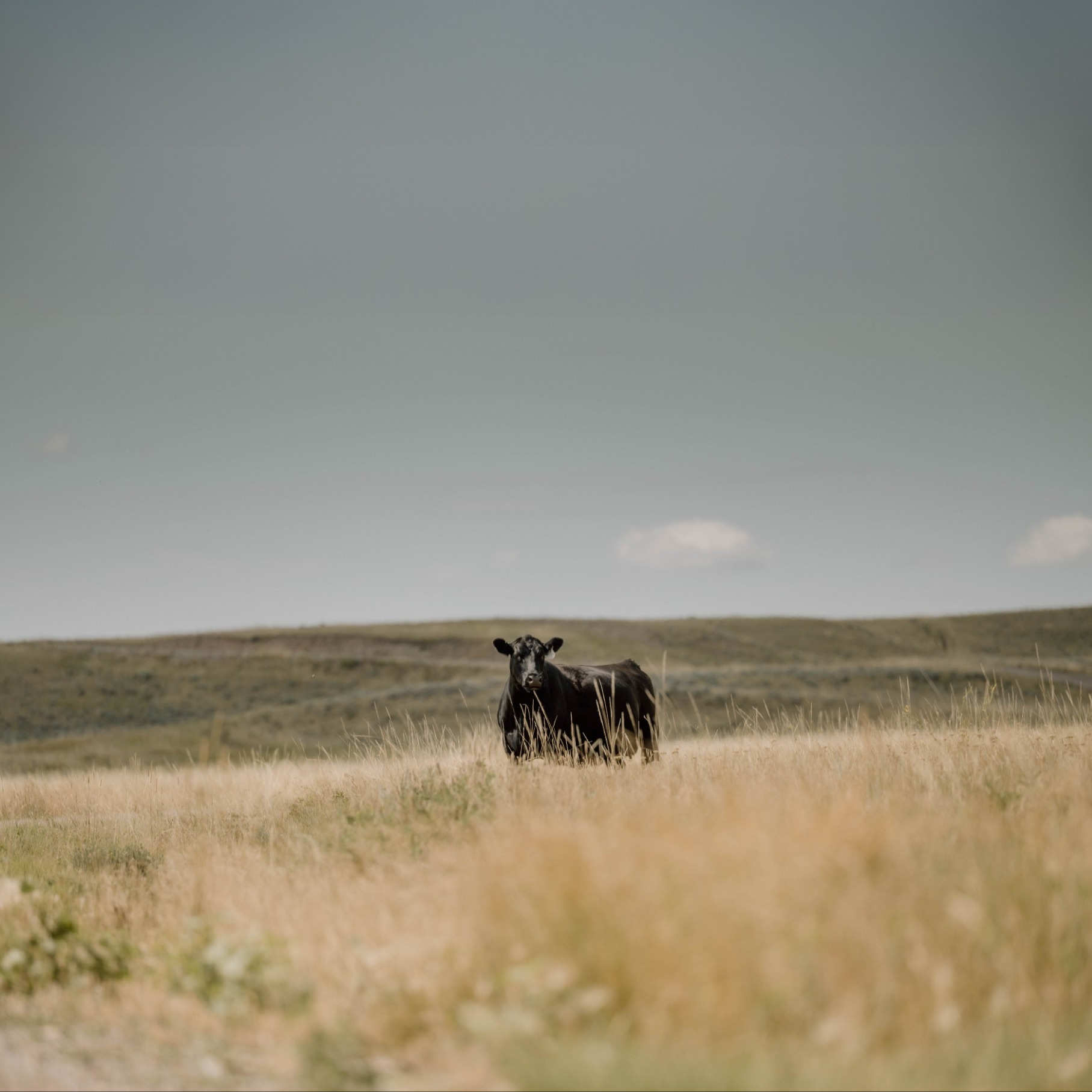 livestocklaunch's avatar