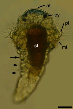 Helderveldmicroscoop afbeelding van de metatrochophora van de ringworm Pomatoceros lamarckii (familie Serpulidae). Schaalbalk: 50 μm; dorsaal aanzicht. at, apicale kuif. in, darm. m, mond. mt, metatroch. pt, prototroch. st, maag. ey, oogvlek. Segmenten aangegeven met pijlen.